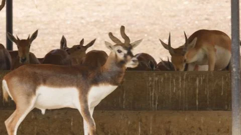 Black buck Stock Photos