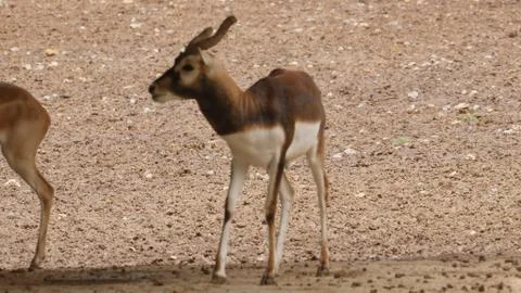Black buck Stock Photos