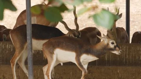 Black buck Stock Photos