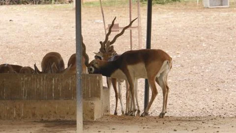 Black buck Stock Photos