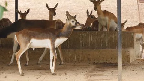 Black buck Stock Photos