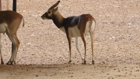 Black buck Stock Photos