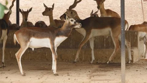 Black buck Stock Photos