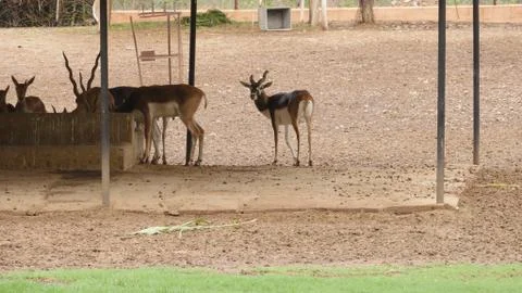 Black buck Stock Photos
