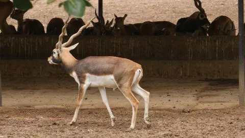 Black buck Stock Photos
