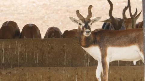 Black buck Stock Photos
