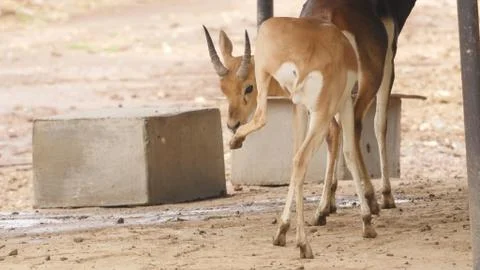 Black buck Stock Photos