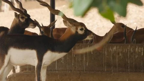 Black buck Stock Photos