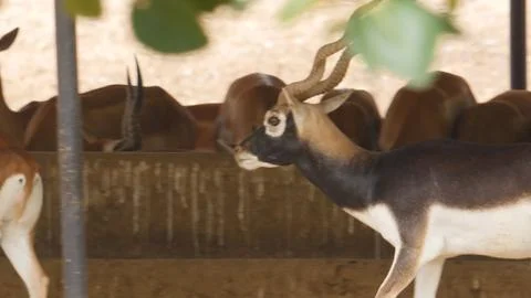 Black buck Stock Photos