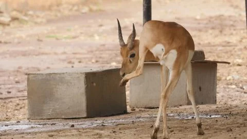 Black buck Stock Photos