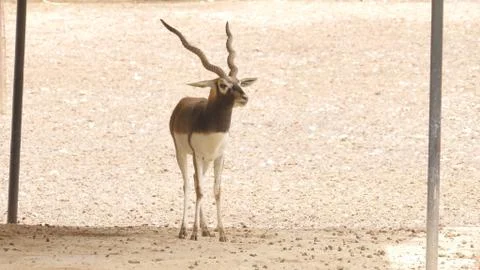 Black buck Stock Photos