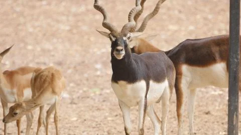 Black buck Stock Photos