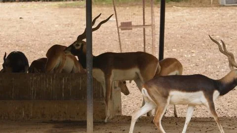 Black buck Stock Photos