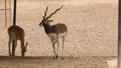 Black buck Stock Photos