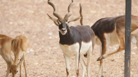 Black buck Stock Photos