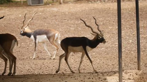 Black buck Stock Photos