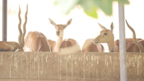 Black buck Stock Photos