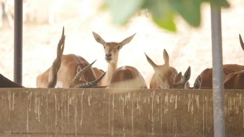 Black buck Stock Photos