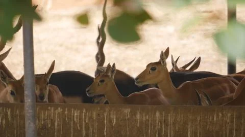 Black buck Stock Photos