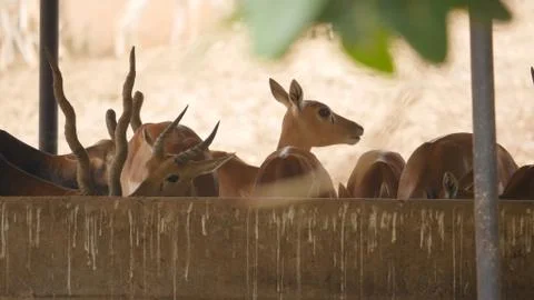 Black buck Stock Photos