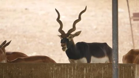 Black buck Stock Photos