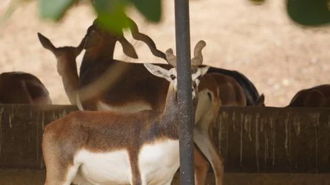 Black buck Stock Photos