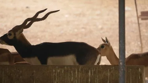 Black buck Stock Photos