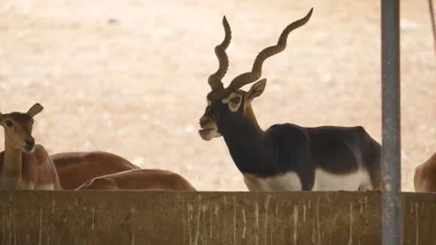 Black buck Stock Photos