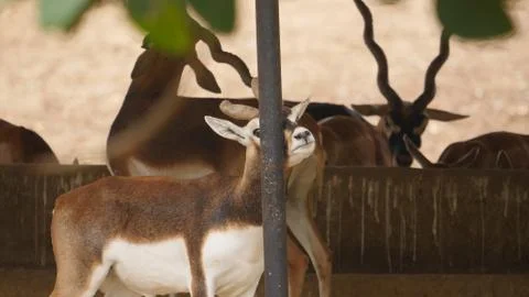 Black buck Stock Photos