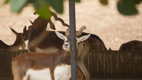 Black buck Stock Photos