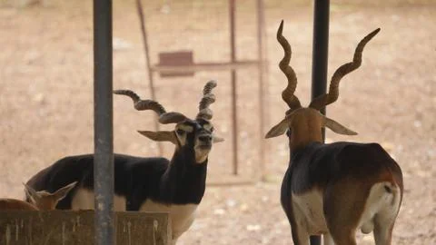 Black buck Stock Photos