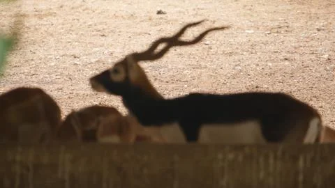 Black buck Stock Photos