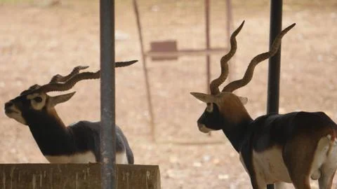 Black buck Stock Photos