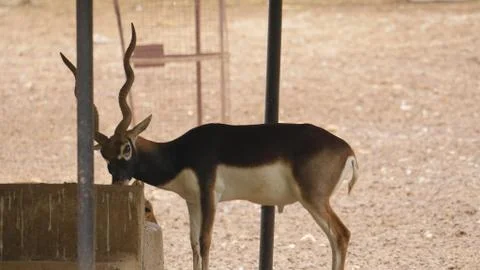 Black buck Stock Photos