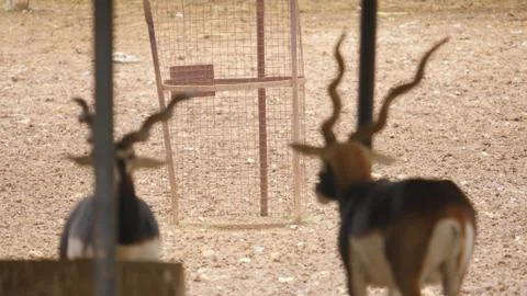Black buck Stock Photos