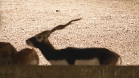 Black buck Stock Photos
