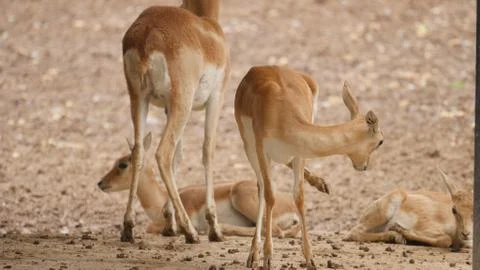 Black buck Stock Photos