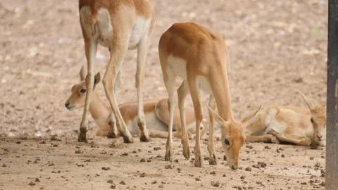 Black buck Stock Photos