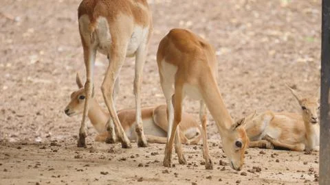 Black buck Stock Photos