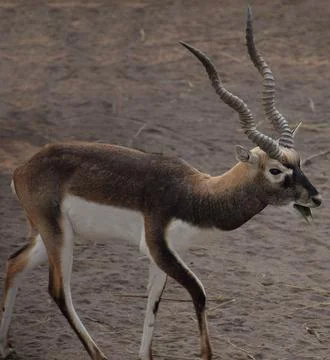 Black buck Stockfoto's