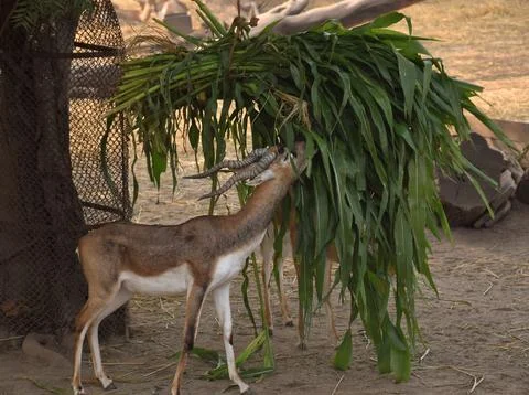 Black buck Foto stock