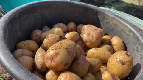 Black Bucket of Potatoes Stock Footage 315362782