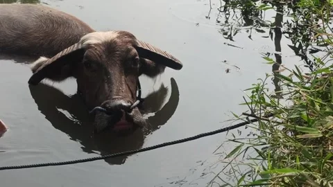 Black buffalo bathing Stock Footage 251416787