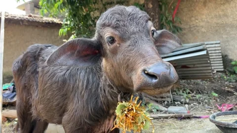 Black Buffalo Calf Standing on Ground and Looking Around in Village Farm Видео 321010551