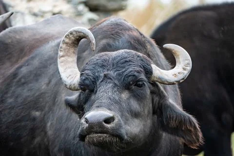 Black buffalo close up Stock Photos
