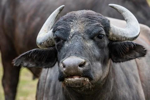 Black buffalo close up Stock Photos