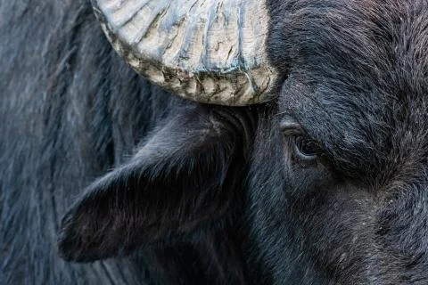 Black buffalo close up Stock Photos