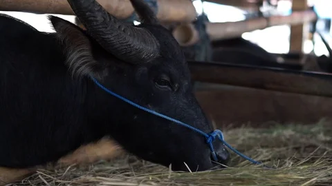 Black buffalo eat grass Stock Footage 119995703