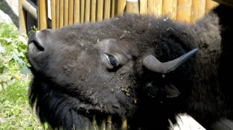 Black buffalo eating with hands Stock Footage 62797991