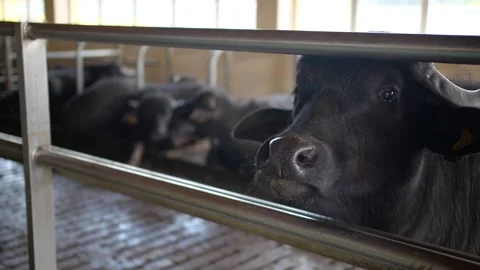 Black buffalo on the farm Stock Footage 171832143